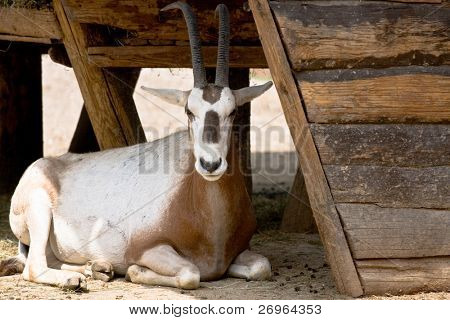 Antilopy