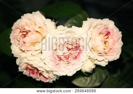White And Pink Rose On Summer. Photo. Background