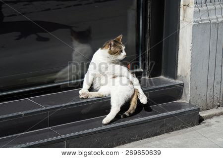 Funny Street Cat Sitting Like A King Of The Street