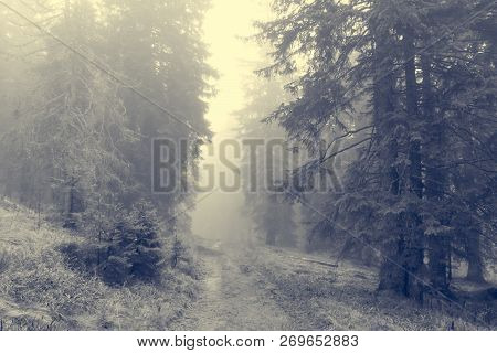 Spooky Forest Path Surrounded And Engulfed In Mist.