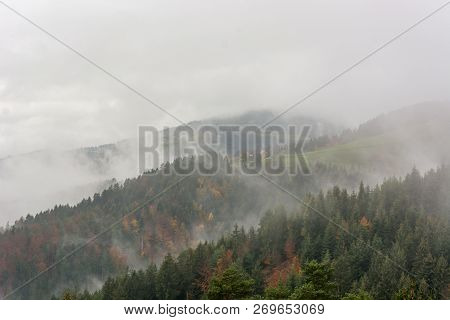 Morning Mists Raising Above Pine Tree Forest.