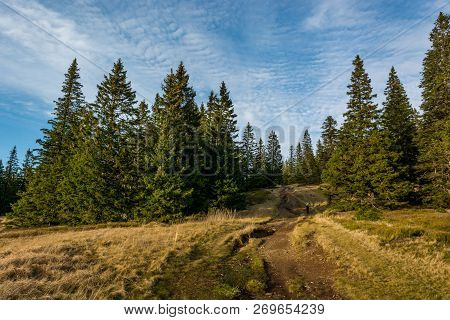 Hiking Trail Turning Into Pine Tree Forest.