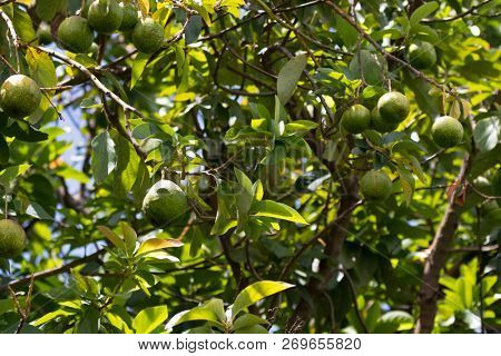 African green Avocado growing on tree at Mto wa Mbu village, Arusha Region, Tanzania, Africa