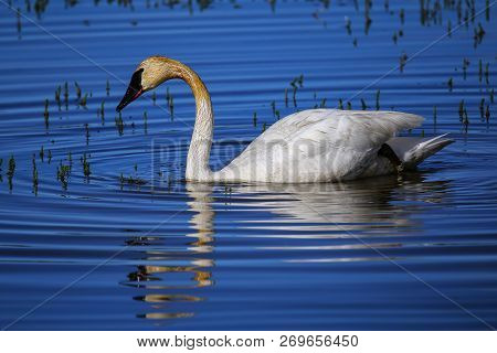 Trumpeter Swan (cygnus Buccinator) In Yellowstone National Park, Wyoming, Usa