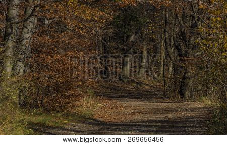 Color Path Near Nice Autumn Forest Near Pitin Village