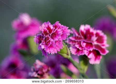 Closeup Of Purple Carnation Flower (latin: Dianthus Caryophyllus), Green Unsharp Background
