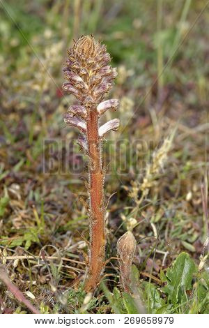 Common Broomrape - Orobanche Minor 
Parasitic Plant