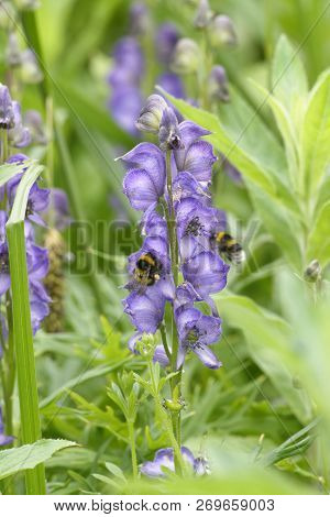 Monkshood - Aconitum Napellus 
With Two Bees