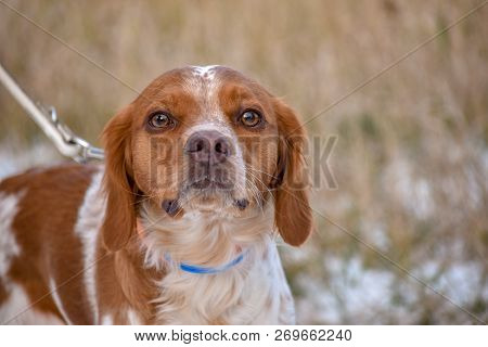Epagneul Breton, Spaniel Breton, Brittany Spaniel, Bretonischer Spaniel Hunting Dog Purebred Epagneu
