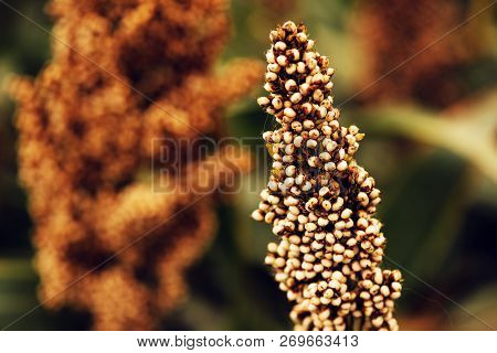 Close Up Of Sorghum Bicolor Cultivated In Field, Selective Focus
