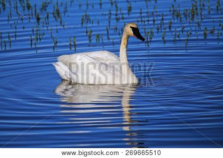 Trumpeter Swan (cygnus Buccinator) In Yellowstone National Park, Wyoming, Usa