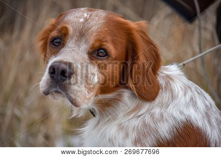 Beautiful Dog. Portrait. Epagneul Breton. Brittany Spaniel