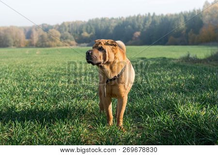 The Dog Shar Pei Walks In The Field In Autumn