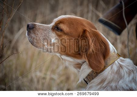 Pretty Dog. Portrait Of A Hunting Dog That Sniffs The Air In Search Of A Bird. Epanyulya Breton. Bri