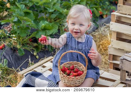 Little girl eating strawberries on strawberry field