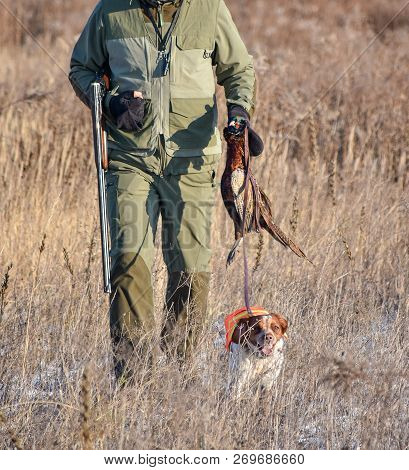 Hunter With A Dog On A Leash Carries A Downed Bird Epagneul Breton, Spaniel Breton, Brittany Spaniel