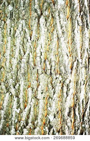 Tree Bark Texture. Tree Bark Texture Full Frame In Nature. Texture Shot Of Brown Tree Bark, Filling 