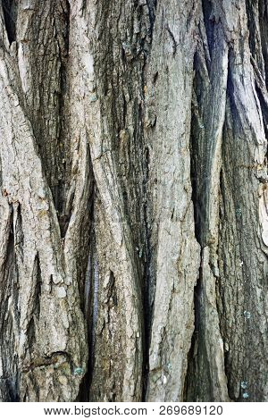 Tree Bark Texture. Tree Bark Texture Full Frame In Nature. Texture Shot Of Brown Tree Bark, Filling 