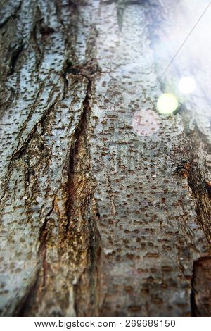 Tree Bark Texture. Tree Bark Texture Full Frame In Nature. Texture Shot Of Brown Tree Bark, Filling 