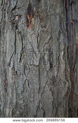 Tree Bark Texture. Tree Bark Texture Full Frame In Nature. Texture Shot Of Brown Tree Bark, Filling 