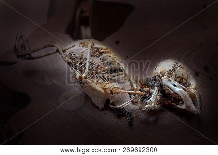 Closeup Of Sparrow Skull In Dark Tone