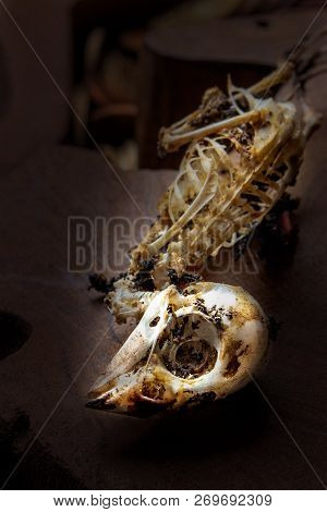 Closeup Of Sparrow Skull In Dark Tone