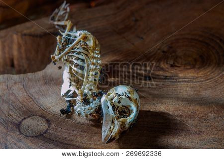 Closeup Of Sparrow Skull In Dark Tone