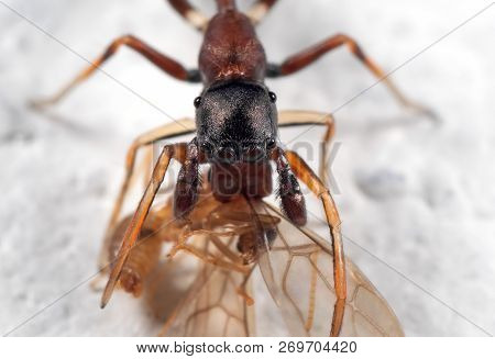 Macro Photography Of Ant Mimic Jumping Spider Biting Ontorso Of Prey On White Floor