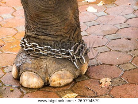 Chain Foot Elephant ,closeup Sad Elephant Foot  To A Chain