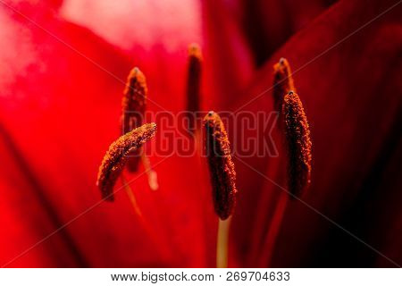 Blooming Beautiful Fresh Lily Flowers Micro View