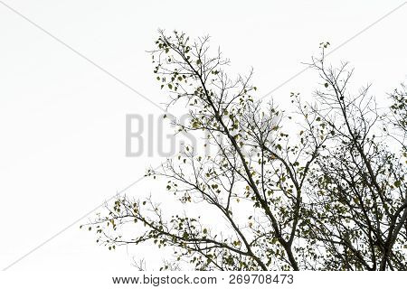 Branch Of Bodhi Tree Silhouette In Autumn Of Tropical Nature On White Background.