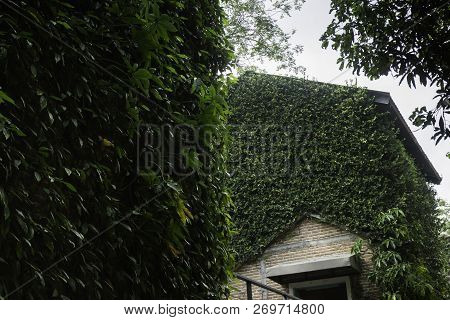 Ivy Around Brick House In Local Resort, Stock Photo