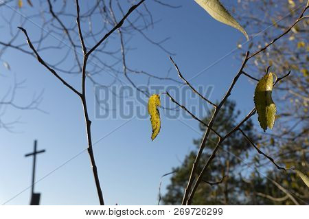 Colorful Yellow Autumn Leaves On The Nearly Bare Branches Of A Deciduous Tree Backlit By The Sun Aga