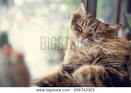 Main Coon Lazy Cat Lovely Cute Sleeping At Window Vintage Colortone