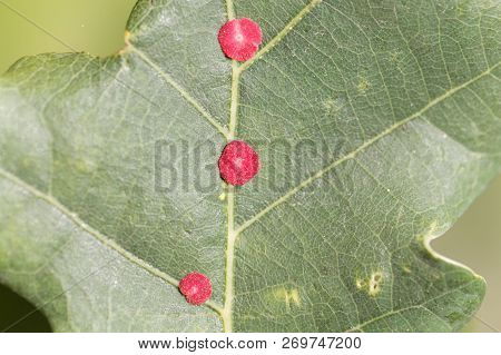 Red Common Spangle Gall Of The Gall Wasp Neuroterus Quercusbaccarum