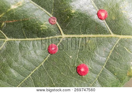Red Common Spangle Gall Of The Gall Wasp Neuroterus Quercusbaccarum