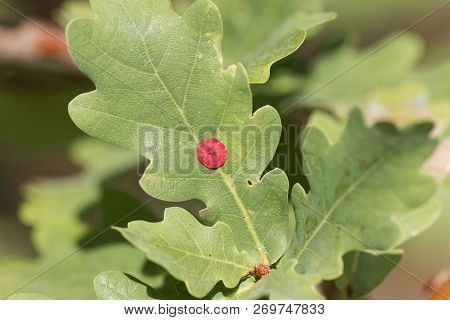 Red Common Spangle Gall Of The Gall Wasp Neuroterus Quercusbaccarum