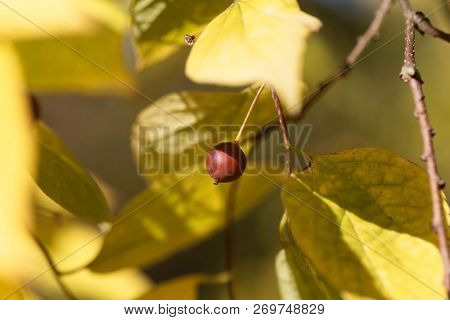Fruit Of A European Nettle Tree (celtis Australis)