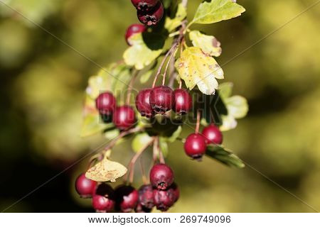 Berries Of A Common Hawthorn (crataegus Monogyna)