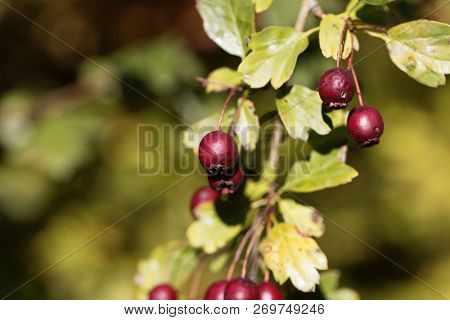 Berries Of A Common Hawthorn (crataegus Monogyna)