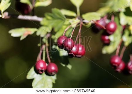 Berries Of A Common Hawthorn (crataegus Monogyna)