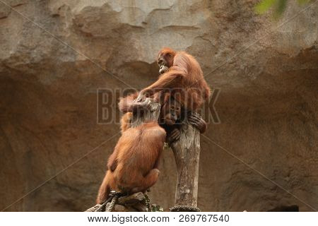 Endangered Bornean Orangutan In The Rocky Habitat. Pongo Pygmaeus. Wild Animal Behind The Bars. Beau