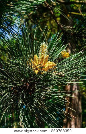 Young Shoots Of Pine In Early Spring.