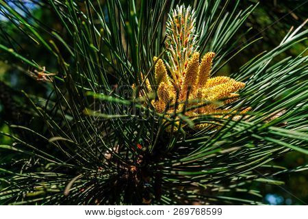 Young Shoots Of Pine In Early Spring.