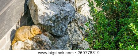Common Brown Dwarf Mongoose Sitting Between Some Rocks Wild Animal From South Africa