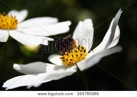 Beautiful Kosmos Flower Attracted To The Garden Of A Bumblebee.