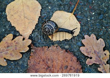 Little Black Snail Crawling Over Fallen Dry Leaves On Concrete Floor. Selected Focus.