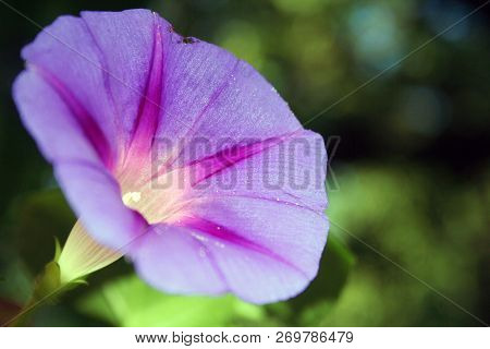 Ipomoea Is A Bright Decoration Of The Garden. Graceful Climbing Plant With Elegant Large Flowers. Gr