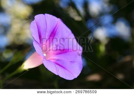 Ipomoea Is A Bright Decoration Of The Garden. Graceful Climbing Plant With Elegant Large Flowers. Gr