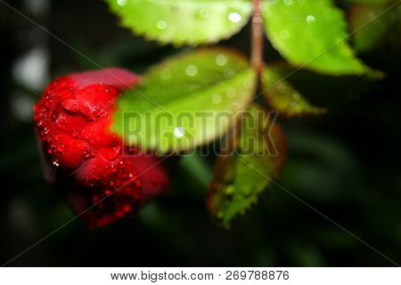 Bright Red Tulip Flower After Spring Rain. Passion Flower. The Red Tulip Symbolizes A Strong Unselfi